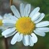 Scentless Chamomile