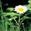 Oxeye daisy