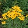 Common tansy