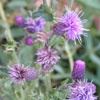 Canada thistle